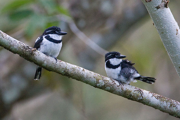 Pied Puffbird (Notharchus tectus)