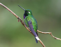 Purple-bibbed Whitetip (Urosticte benjamini)