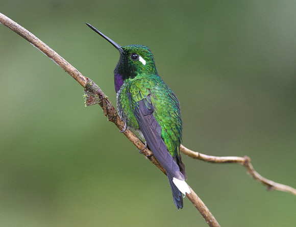 Purple-bibbed Whitetip (Urosticte benjamini)