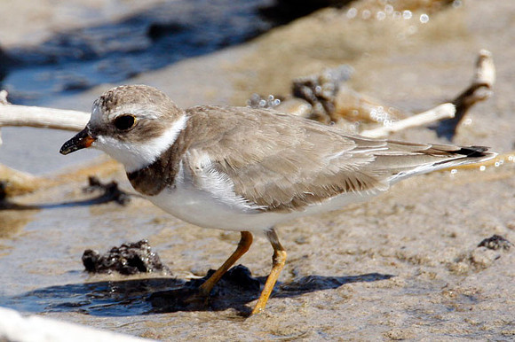 Semipalmated Plover (Charadrius semipalmatus)