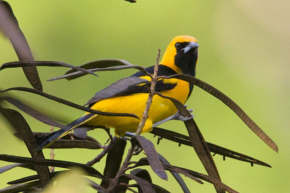 Yellow-tailed Oriole (Icterus mesomelas)