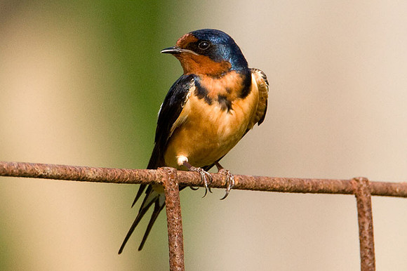 Barn Swallow (Hirundo rustica)