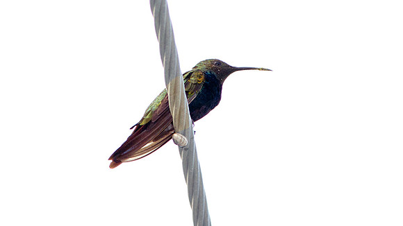 Antillean Mango (Anthracothorax dominicus) male