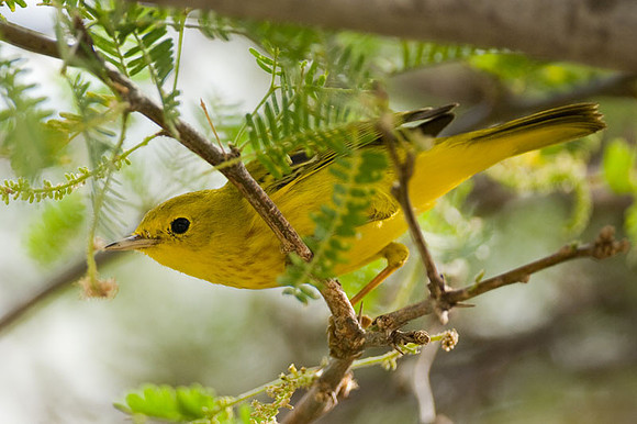 Yellow Warbler (Dendroica petechia)