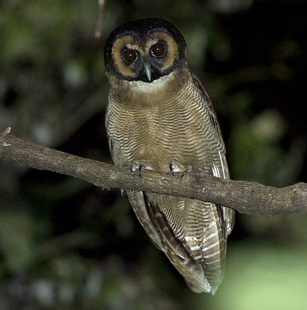 Brown wood owl (Strix leptogrammica)