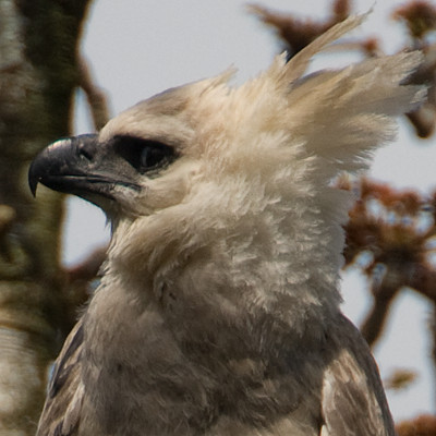 Harpy Eagle (Harpia harpyja) juvenile