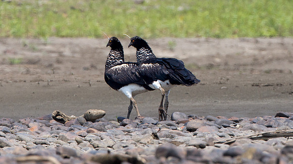 Horned Screamer (Anhima cornuta)
