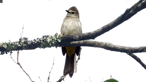 Pale-faced Bulbul (Pycnonotus leucops)