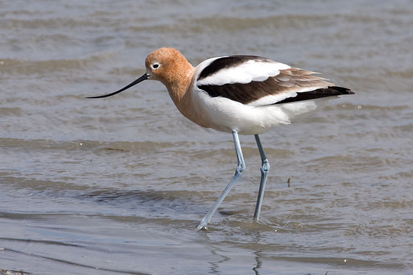 American Avocet (Recurvirostra americana)