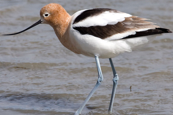 American Avocet (Recurvirostra americana)