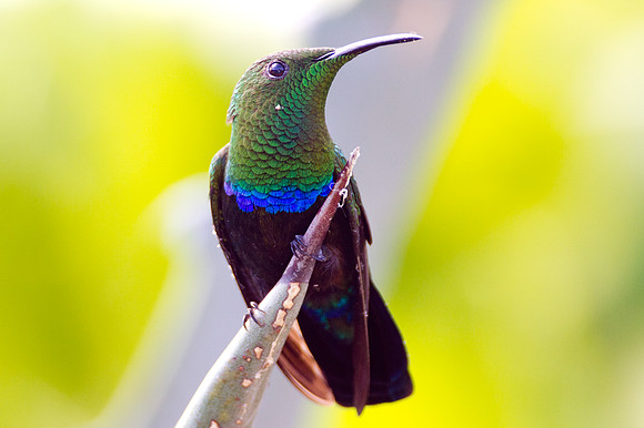 Green-throated Carib (Eulampis holosericeus)