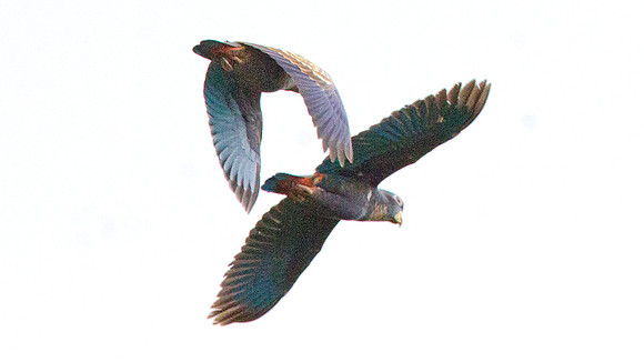 Bronze-winged Parrot (Pionus chalcopterus)