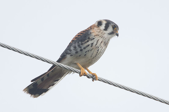 American Kestrel (Falco sparverius)