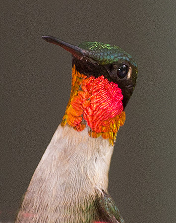 Ruby-throated Hummingbird (Archilochus colubris) male