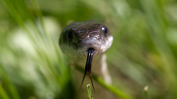 Black Rat Snake (Elaphe obsoleta obsoleta)