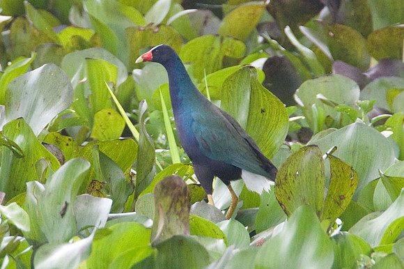 American Purple Gallinule (Porphyrio martinica)