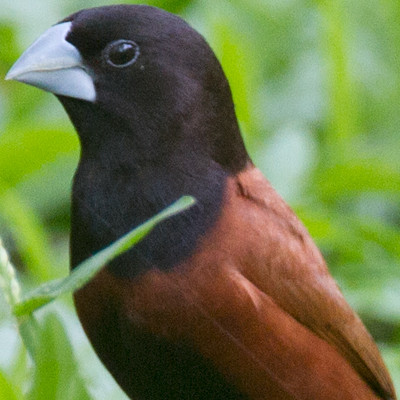 Black-headed Munia (Lonchura atricapilla)
