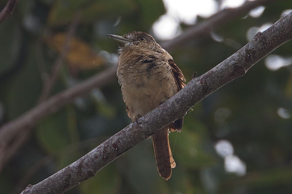 Barred Puffbird (Nystalus radiatus)