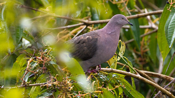 Plumbeous Pigeon (Patagioenas plumbea)