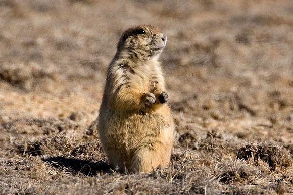Prairie dogs (Cynomys)