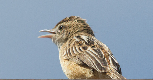Zitting cisticola (Cisticola juncidis)
