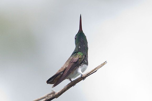 Snowy-bellied Hummingbird (Amazilia edward)