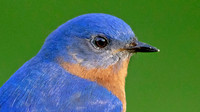 Eastern Bluebird (Sialia sialis) Male