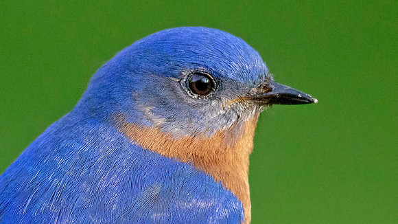 Eastern Bluebird (Sialia sialis) Male