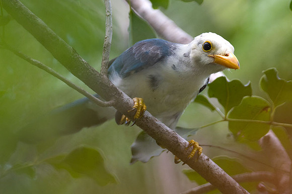 Yucatan Jay (Cyanocorax yucatanicus) juvenile