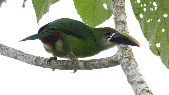 Emerald Toucanet (Aulacorhynchus prasinus)
