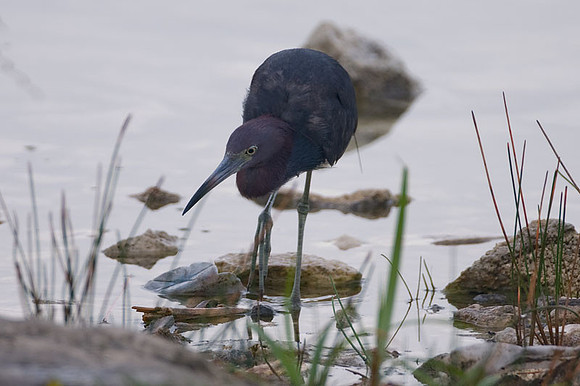 Little Blue Heron (Egretta caerulea)