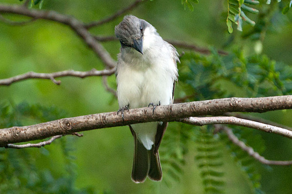 Grey Kingbird (Tyrannus dominicensis)