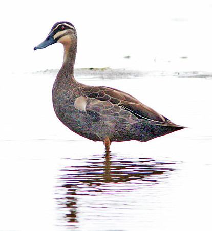 Pacific Black Duck (Anas superciliosa)