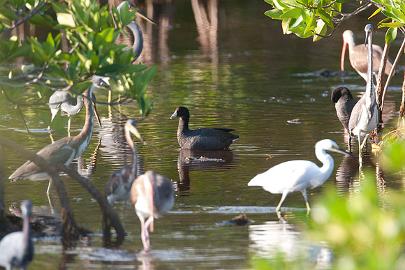 American Coot (Fulica americana), Snowy Egret (Egretta thula), Tricolored Heron (Egretta tricolor), American White Ibis (Eudocimus albus)