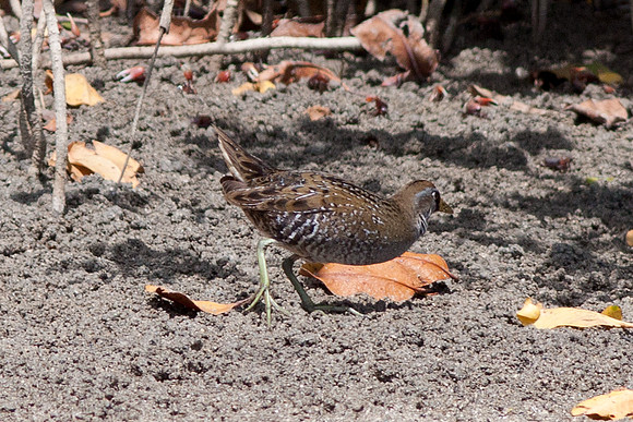 Sora (Porzana carolina)