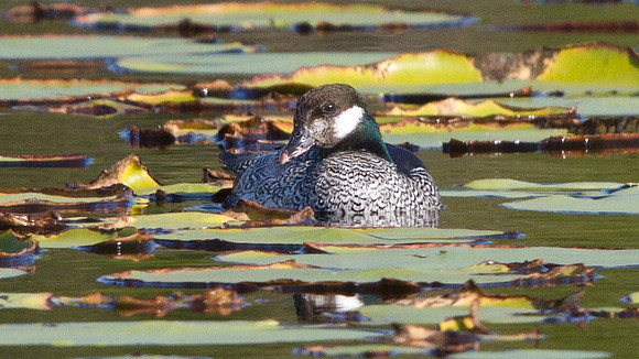 Green pygmy goose (Nettapus pulchellus) Male