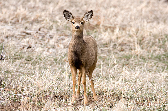 White-tailed Deer (Odocoileus virginianus) also known as Virginia Deer or Whitetail