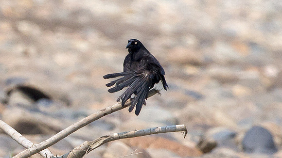 Giant Cowbird (Molothrus oryzivorus)