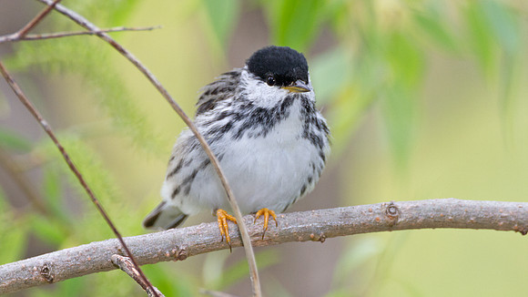 Blackpoll Warbler (Dendroica striata)