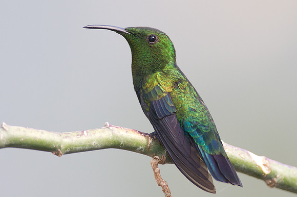 Green-throated Carib (Eulampis holosericeus)