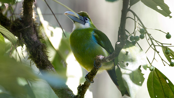 Blue-banded Toucanet (Aulacorhynchus coeruleicinctis)