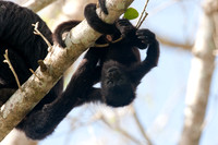 Black howler (Alouatta caraya)