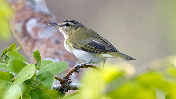 Red-eyed Vireo (Vireo olivaceus)