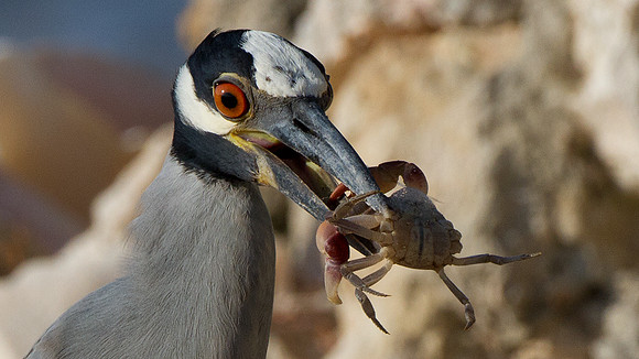 Yellow-crowned Night Heron (Nyctanassa violacea)