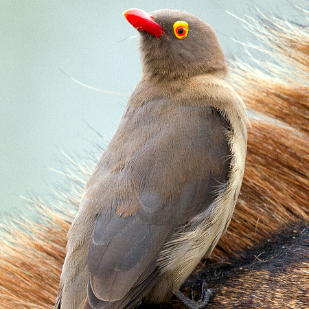 Red-billed Oxpecker (Buphagus erythrorhynchus)
