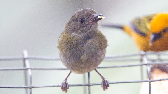 Dusky Bush Tanager (Chlorospingus semifuscus)
