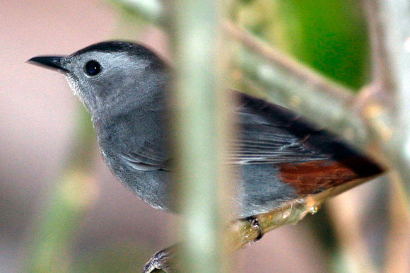 Gray Catbird (Dumetella carolinensis)