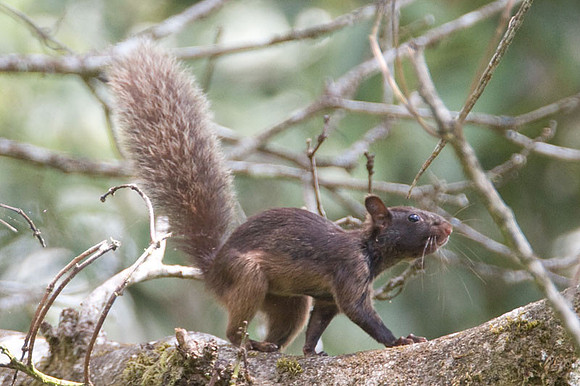 Variegated Squirrel (Sciurus variegatoides)
