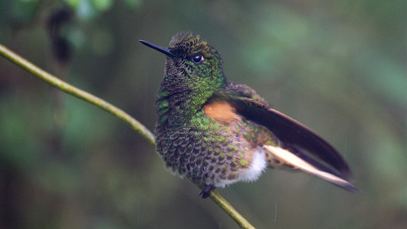 Buff-tailed Coronet (Boissonneaua flavescens)