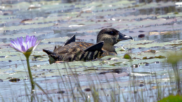 White-backed Duck (Thalassornis leuconotus)